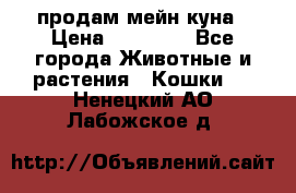 продам мейн куна › Цена ­ 15 000 - Все города Животные и растения » Кошки   . Ненецкий АО,Лабожское д.